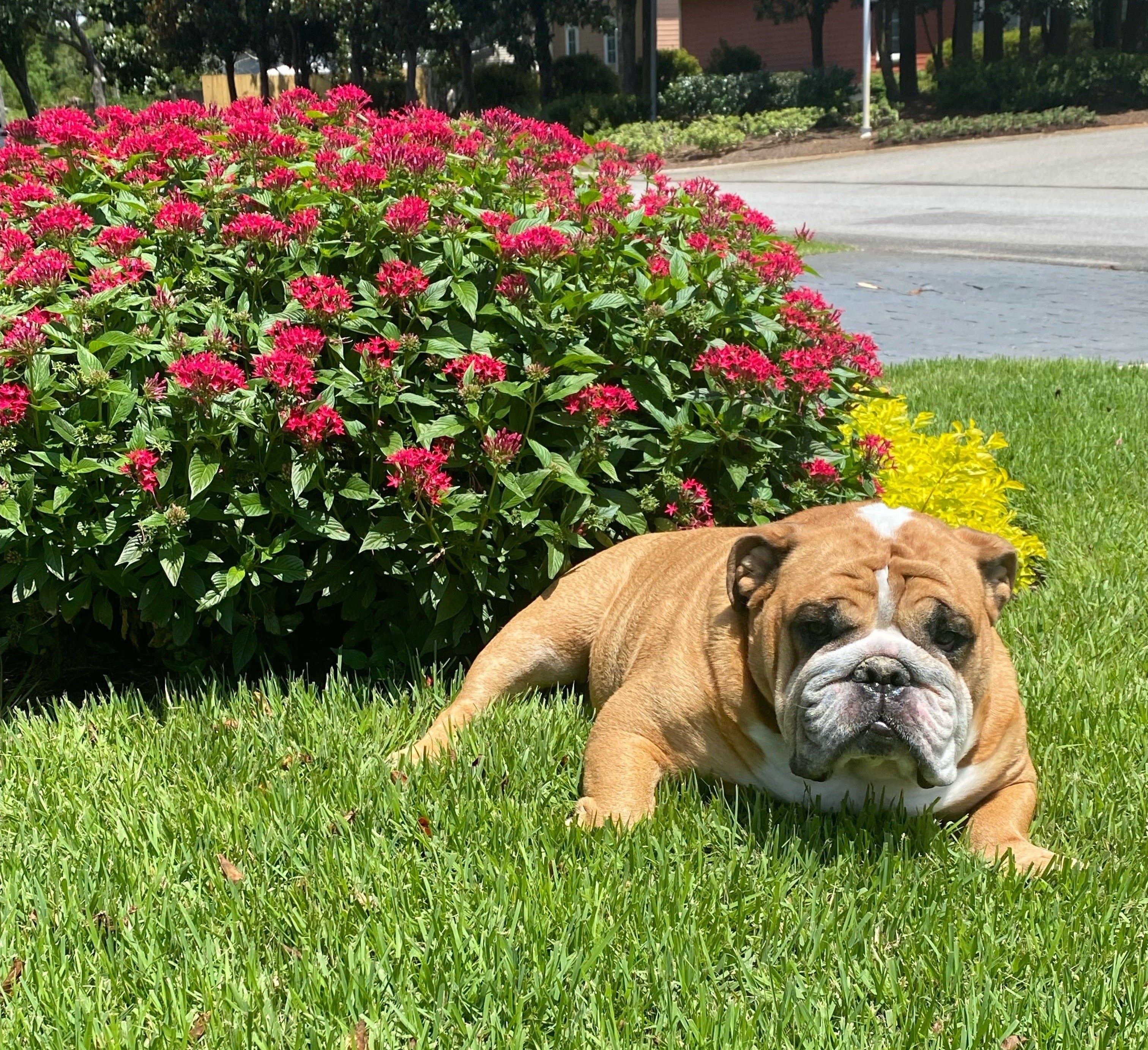 A dog sitting in front of flowers.