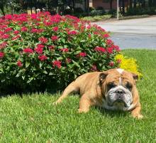 A dog sitting in front of flowers